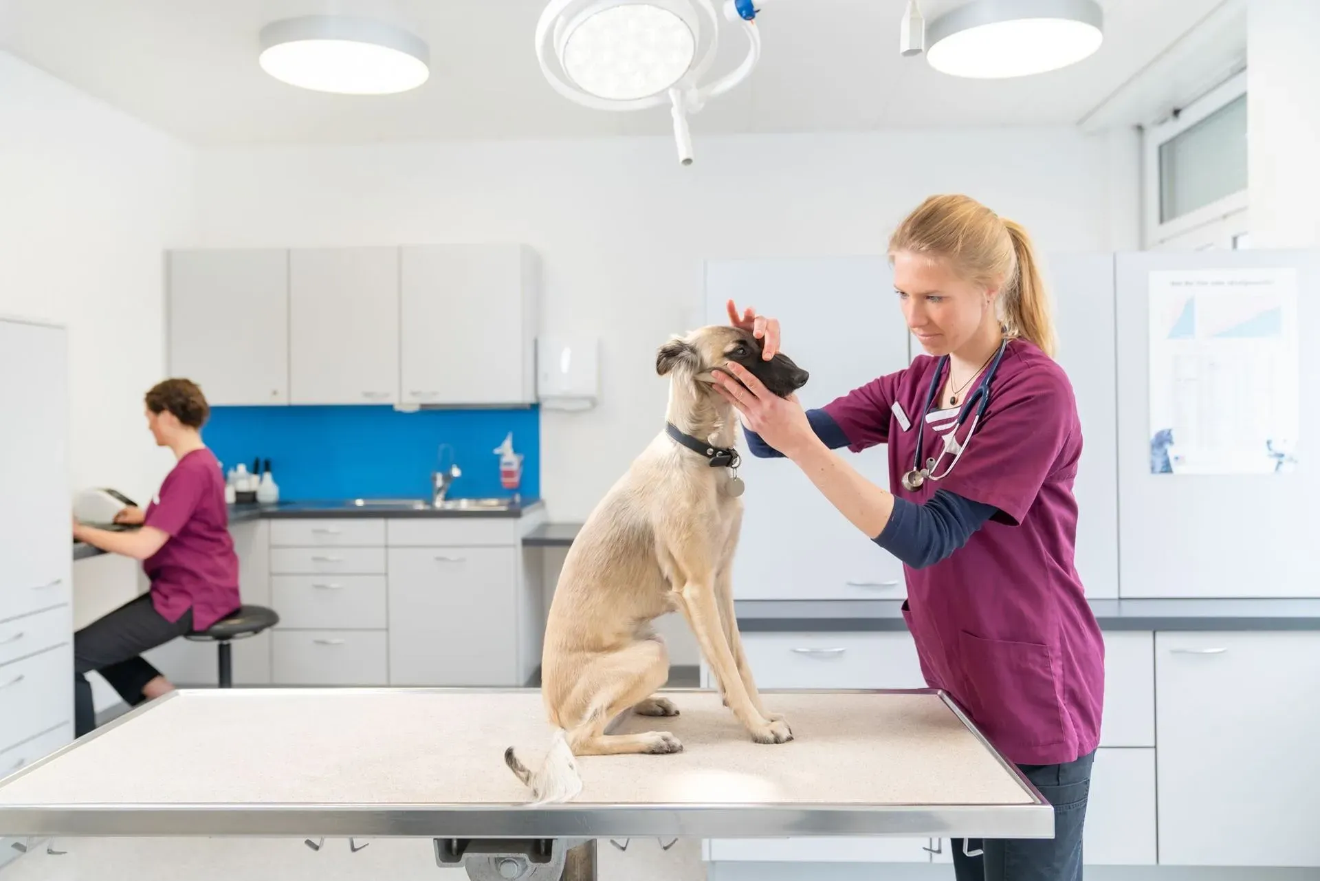 Hund in der Behandlung
