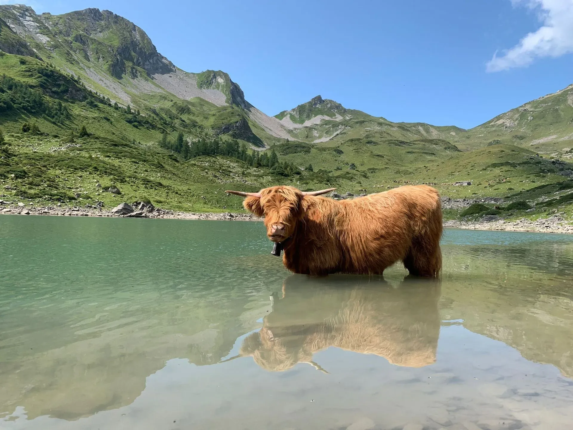 Vieh im See